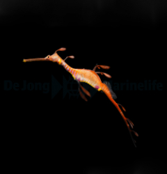 Phyllopteryx taeniolatus - T.B. (Temperate water)