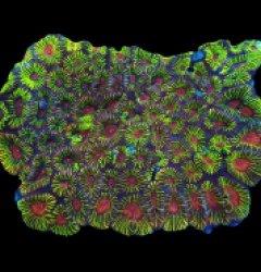 Platygyra sp. (Bloody High Voltage) (Rare) (L) pb 169