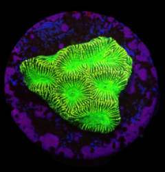 Platygyra sp, (JF High Voltage) (DJM Grown) o 037