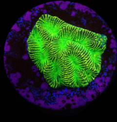 Platygyra sp, (JF High Voltage) (DJM Grown) o 102