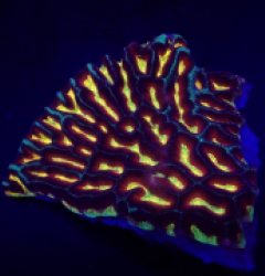 Platygyra spp. (Ultra)