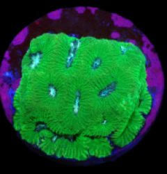 Platygyra sp, (Premium) (DJM Grown) o 195