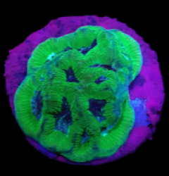 Platygyra sp, (Premium) (DJM Grown) o 225