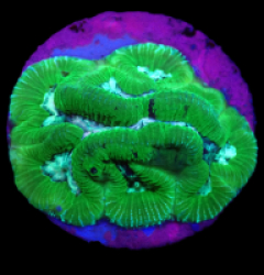 Platygyra sp, (Premium) (DJM Grown) o 300