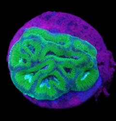 Platygyra sp, (Premium) (DJM Grown) o 373