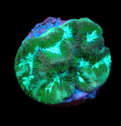 Platygyra sp. (Premium) (DJM Grown) pb 061