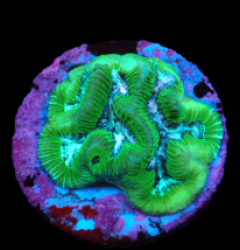 Platygyra sp. (Premium) (DJM Grown) pb 134