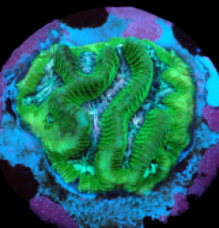 Platygyra sp. (Premium) (DJM Grown) pb 384