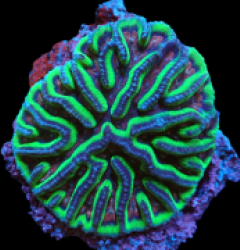 Platygyra sp. (Special Colored) (L) pb 206