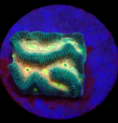 Platygyra sp. (Ultra) (DJM Frag) o 041