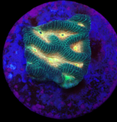 Platygyra sp. (Ultra) (DJM Frag) o 646