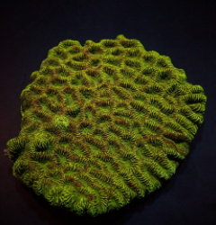 Platygyra spp. (Premium)