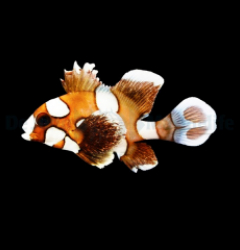 Plectorhinchus chaetodonoides