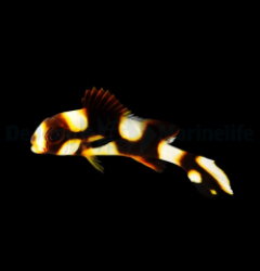 Plectorhinchus vittatus