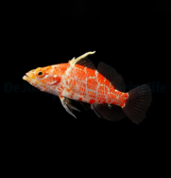 Plectranthias inermis