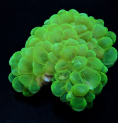 Plerogyra sinuosa (Green)