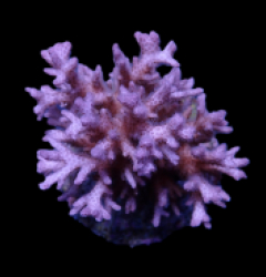Pocillopora acuta
