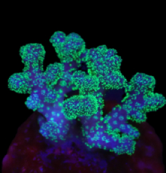Pocillopora acuta (Special Colored) o 628