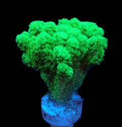 Pocillopora damicornis (Yellow-Green) (frag)