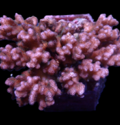 Pocillopora damicornis (Pink)