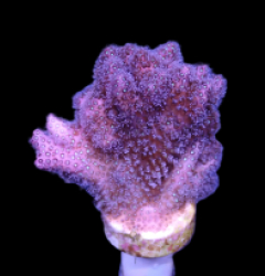 Pocillopora damicornis (Purple) (DJM Grown) o 289