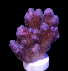 Pocillopora damicornis (Pink) (frag)