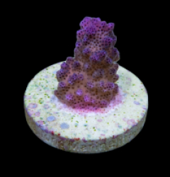 Pocillopora eydouxi (Pink) (frag)