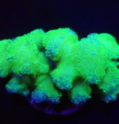 Pocillopora verrucosa (Green) (Ultra) o 148