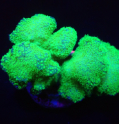 Pocillopora verrucosa (Green) (Ultra) o 281