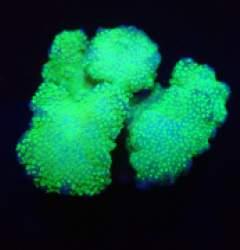 Pocillopora verrucosa (Green) (Ultra) o 286