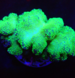 Pocillopora verrucosa (Green) (Ultra) o 380