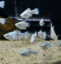 Poecilia latipinna