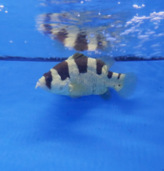 Pogonoperca punctata