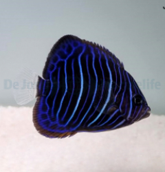 Pomacanthus annularis (Juvenile)