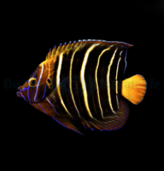 Pomacanthus chrysurus (Adult)