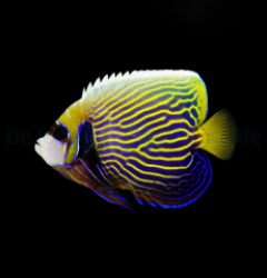 Pomacanthus imperator (Juvenile-Adult)