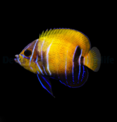 Pomacanthus navarchus (Juvenile-Adult)