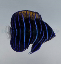 Pomacanthus navarchus (Juvenile)