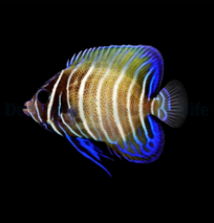 Pomacanthus sexstriatus