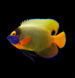 Pomacanthus xanthometopon (Adult)