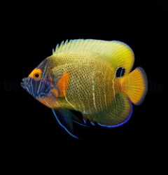 Pomacanthus xanthometopon (Juvenile-Adult)