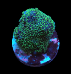 Porites porites (Caribbean) (Green) (DJM Grown) pb 610