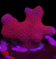 Porites sp. (Bordeaux) (DJM frag) o 302