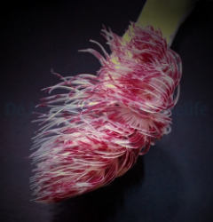 Protula bispiralis (Red-White)