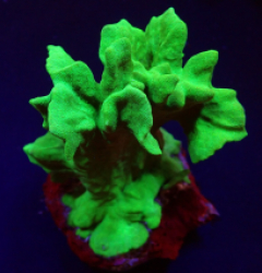 Psammocora spp. (Branched)