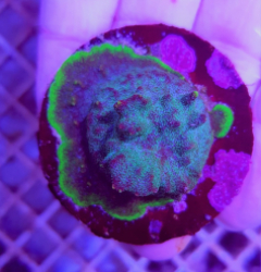Psammocora spp. (Purple-Green) (frag)