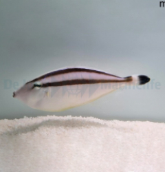 Pseudalutarius nasicornis (male)