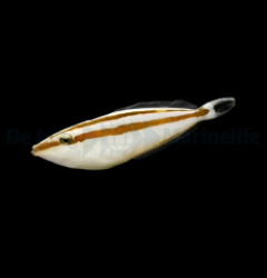 Pseudalutarius nasicornis (female)