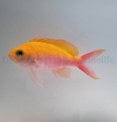 Nemanthias bicolor (female)