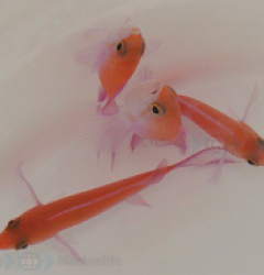 Nemanthias bicolor (male)